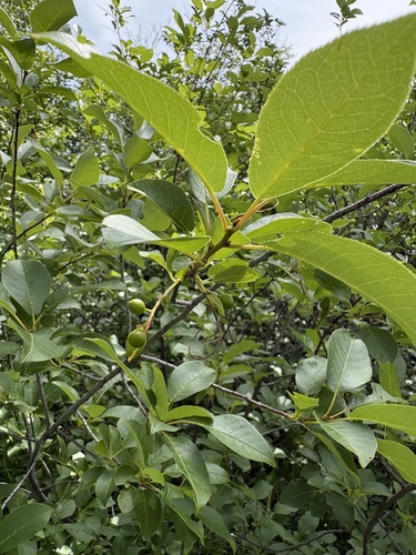 chokecherry