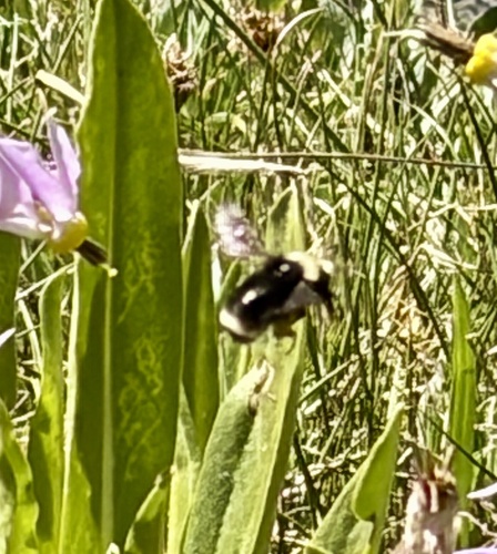 iNaturalist observation photo of Bumble Bees