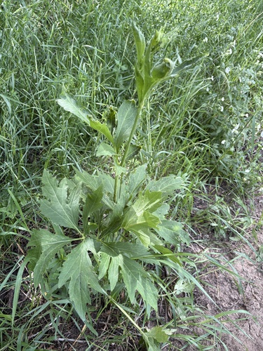 cutleaf coneflower
