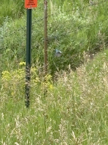 Lazuli Bunting