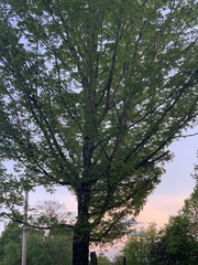 Metasequoia glyptostroboides