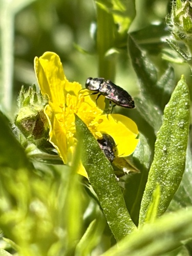 iNaturalist observation photo of Melanthaxia