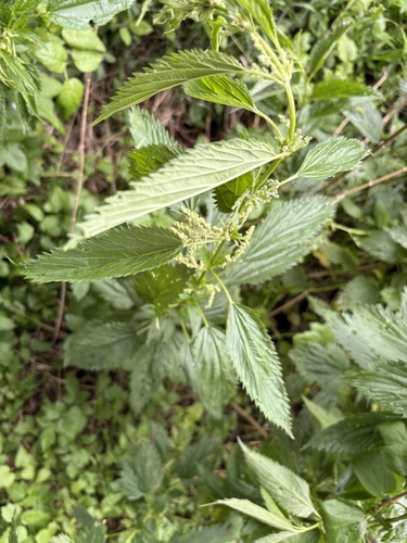 slender stinging nettle
