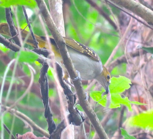 iNaturalist image