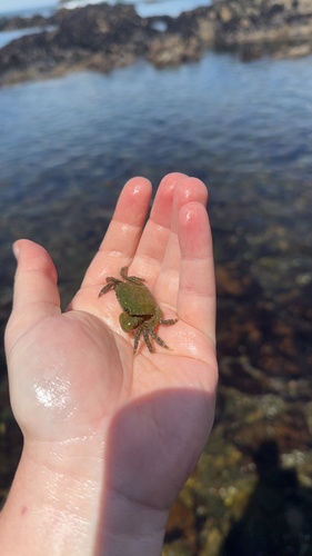 iNaturalist observation photo of Yellow Shore Crab