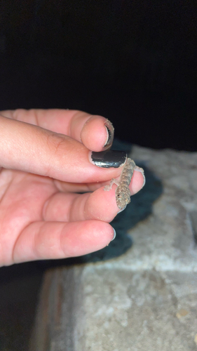 Tropical House Gecko
