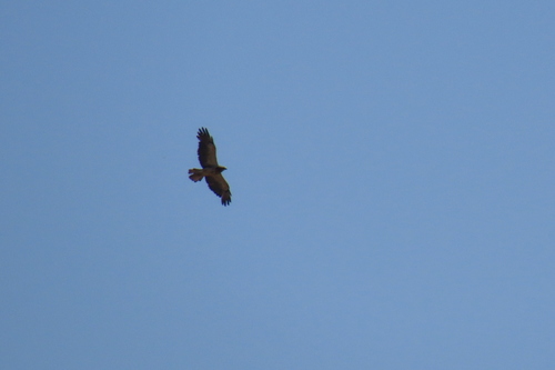 Swainson's Hawk