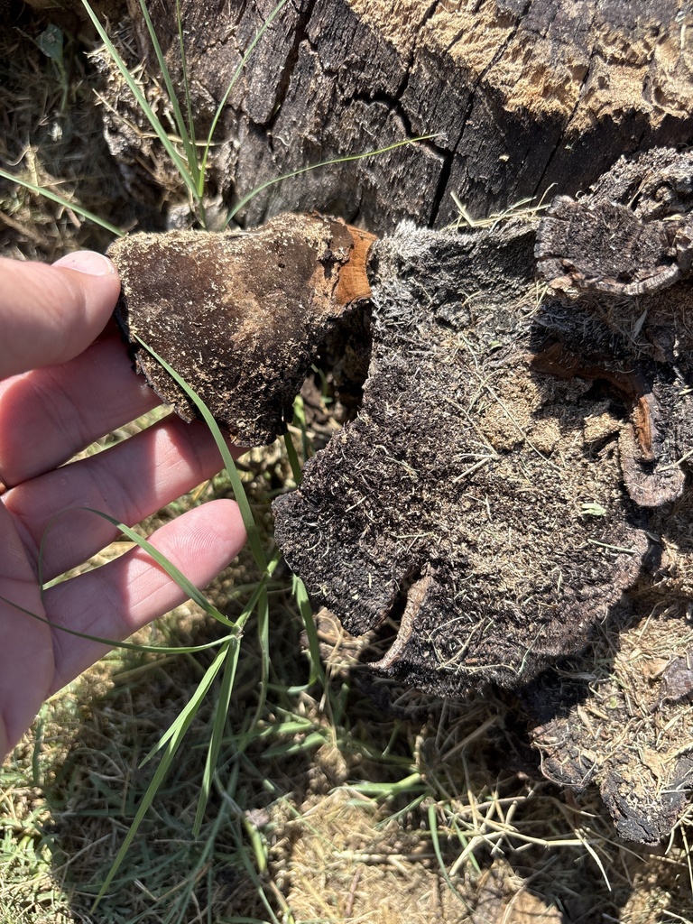 Hairy Hexagonia · July 2026 · photo: Photo: (c) Sam Kieschnick, some rights reserved (CC BY) · iNaturalist