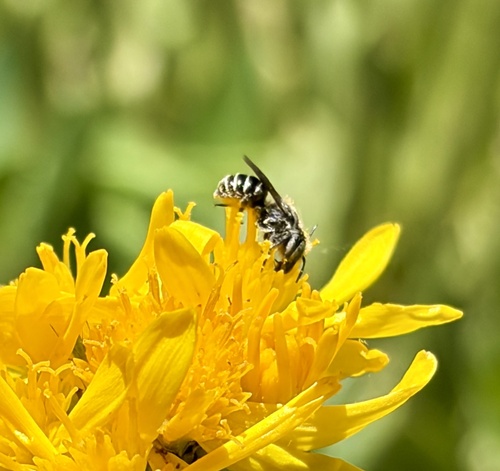 iNaturalist observation photo of Megachilinae