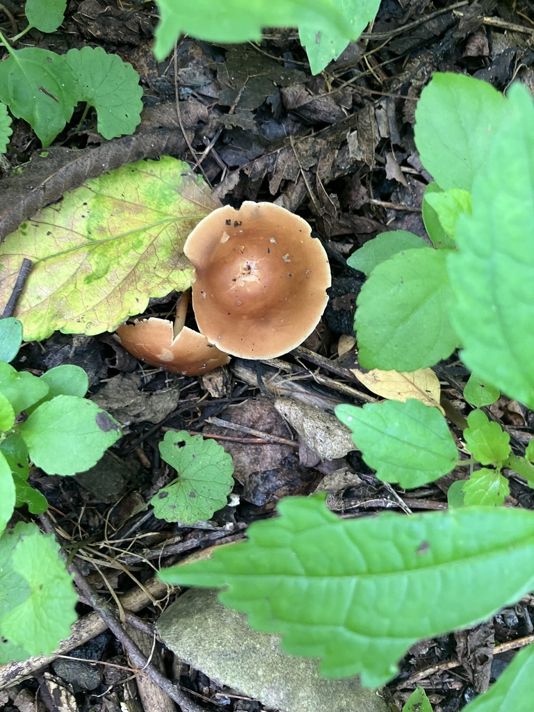 Oak-loving Gymnopus · July 2026 · photo: Photo: (c) toad-wife, some rights reserved (CC BY) · iNaturalist