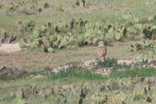 Burrowing Owl