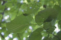 Tilia americana caroliniana
