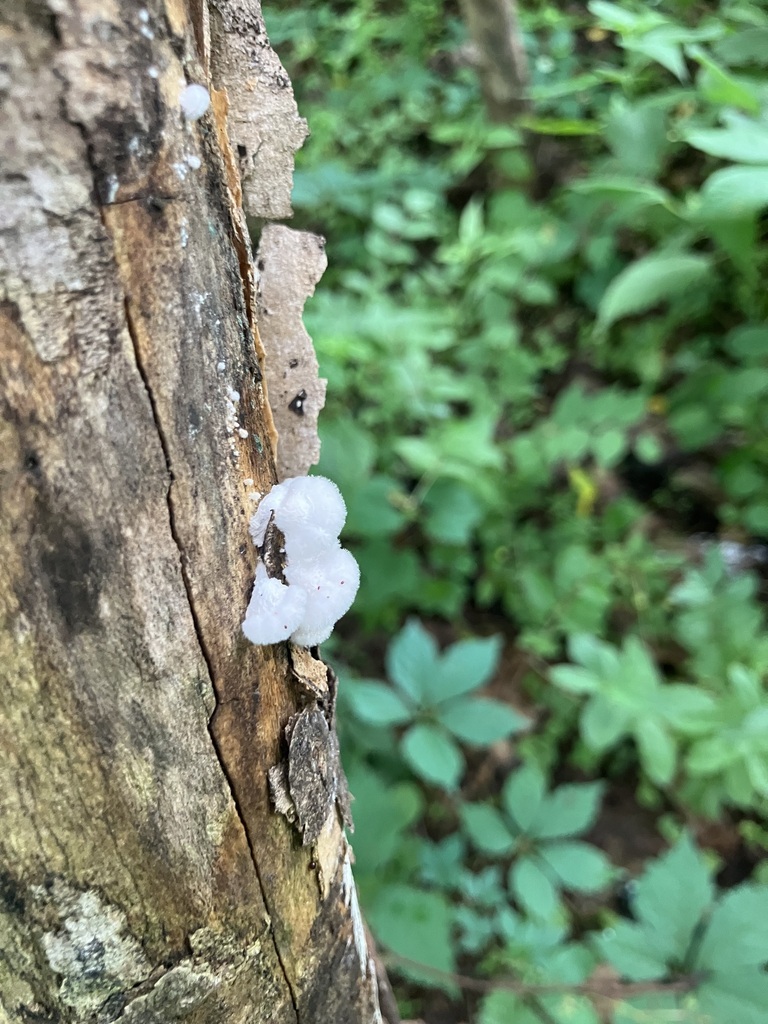 splitgill mushroom · July 2026 · photo: Photo: (c) toad-wife, some rights reserved (CC BY) · iNaturalist