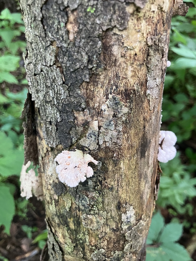 splitgill mushroom · July 2026 · photo: Photo: (c) toad-wife, some rights reserved (CC BY) · iNaturalist