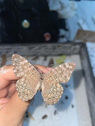 Gray Cracker