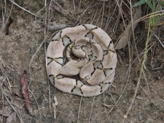 Bothrops moojeni