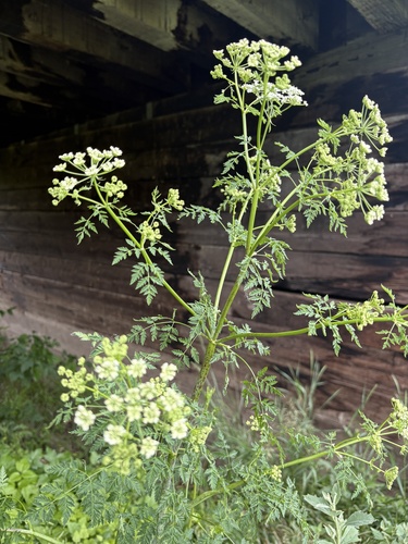 poison hemlock