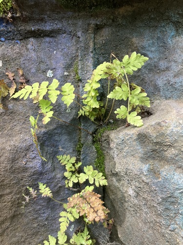 Cystopteris tennesseensis, photograph 6