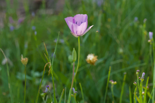 Naked mariposa lily (Calochortus nudus)