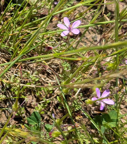 Erodium cicutarium observed 2026-04-23