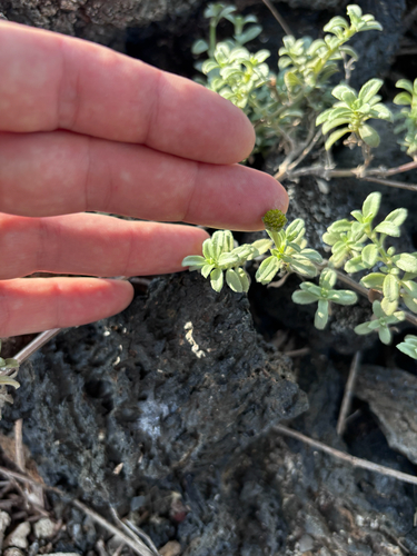 Lipochaeta integrifolia observed 2026-06-30