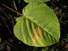 Aparisthmium cordatum