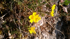 Potentilla pusilla