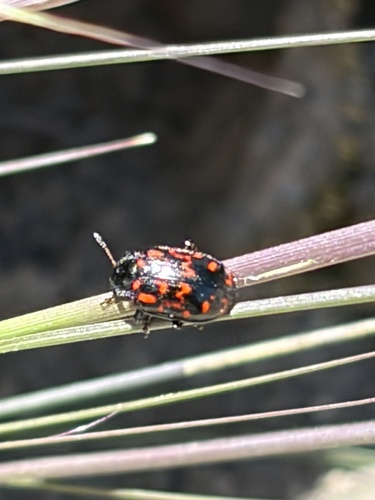 iNaturalist observation photo of Willow Leaf Beetle