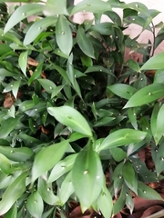 Ruscus