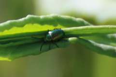 Gastrophysa cyanea
