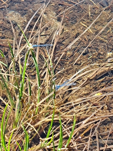iNaturalist observation photo of Narrow-winged Damselflies