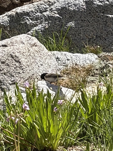 iNaturalist observation photo of Dark-eyed Junco