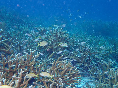 Acropora cervicornis