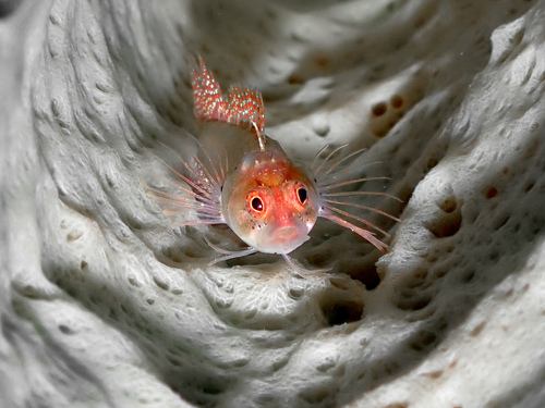 Ringed blenny (Starksia hassi) — Labrisomidae — 3