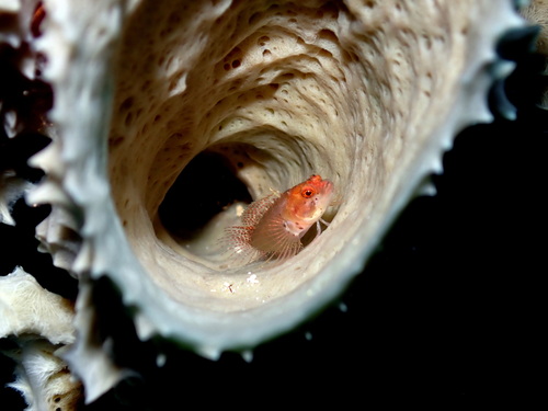 Ringed blenny (Starksia hassi) — Labrisomidae — 5