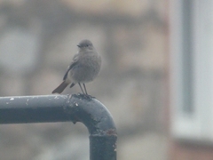 Phoenicurus ochruros