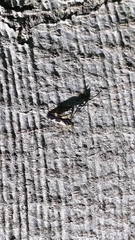Dryophilocoris flavoquadrimaculatus