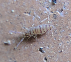 Entomobrya nigrocincta