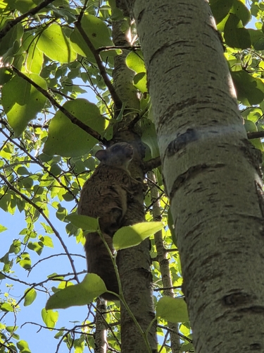 Northern Flying Squirrel observed by nikolas94