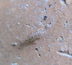 Entomobrya nigrocincta