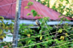 Tyrannus melancholicus