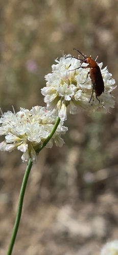 iNaturalist observation photo of Nemognatha nigripennis