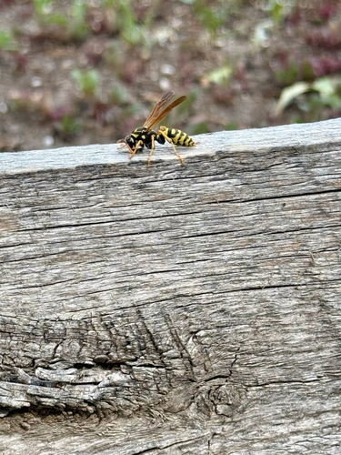 European Paper Wasp