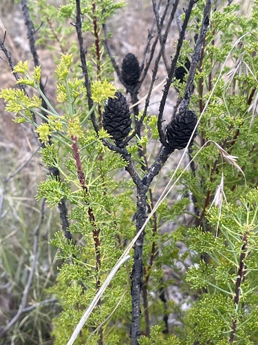 Petrophile canescens, photograph 2