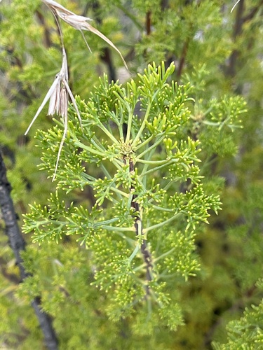 Petrophile canescens, photograph 3
