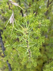 Petrophile canescens, photograph author not stated, no rights reserved