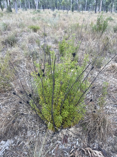 Petrophile canescens, photograph 4