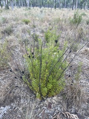 Petrophile canescens, photograph author not stated, no rights reserved