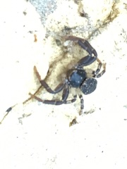 Synema nigrotibiale