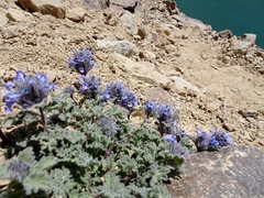 Nepeta longibracteata